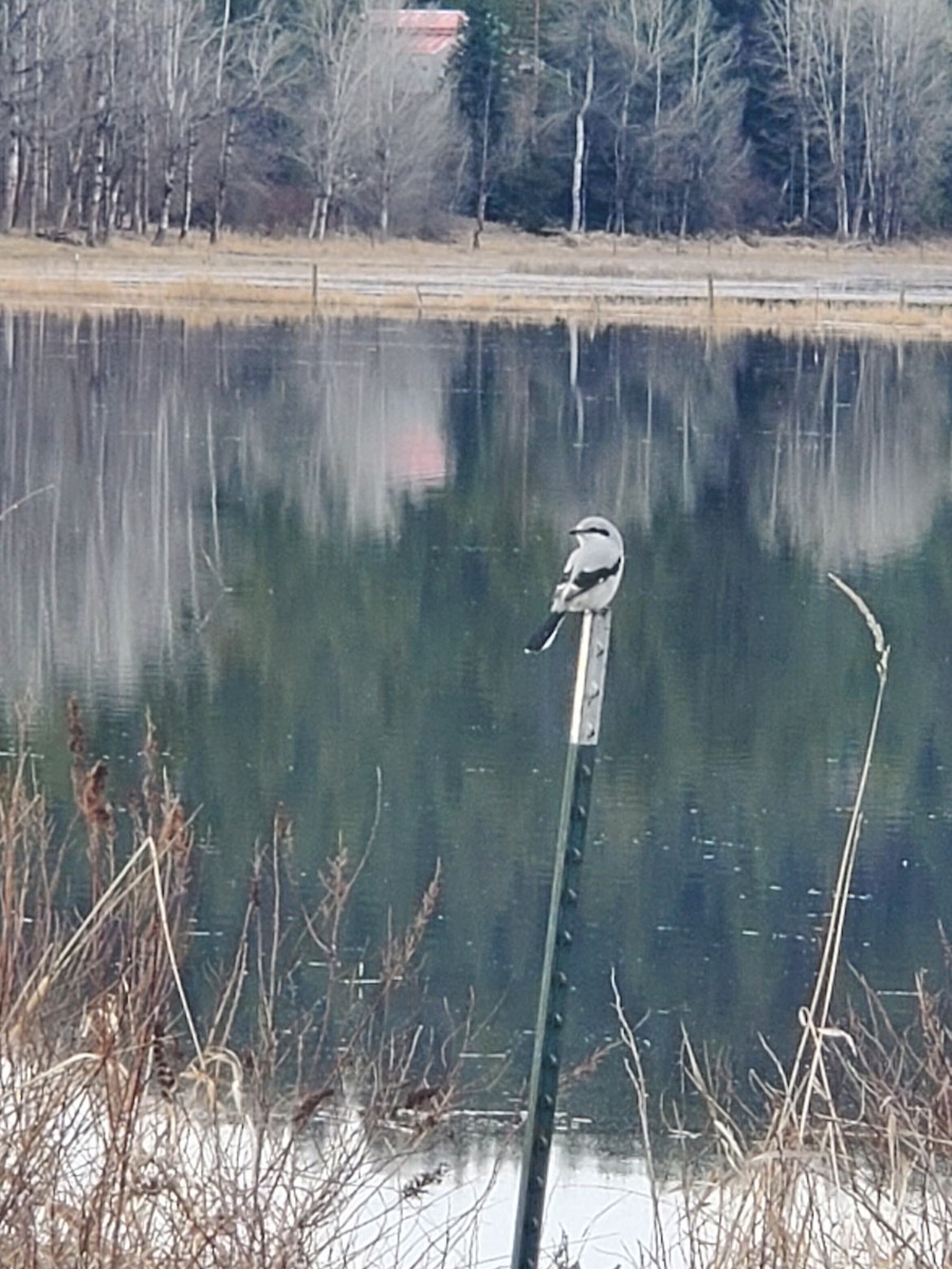 Northern Shrike (American) - Pearl Bouchard