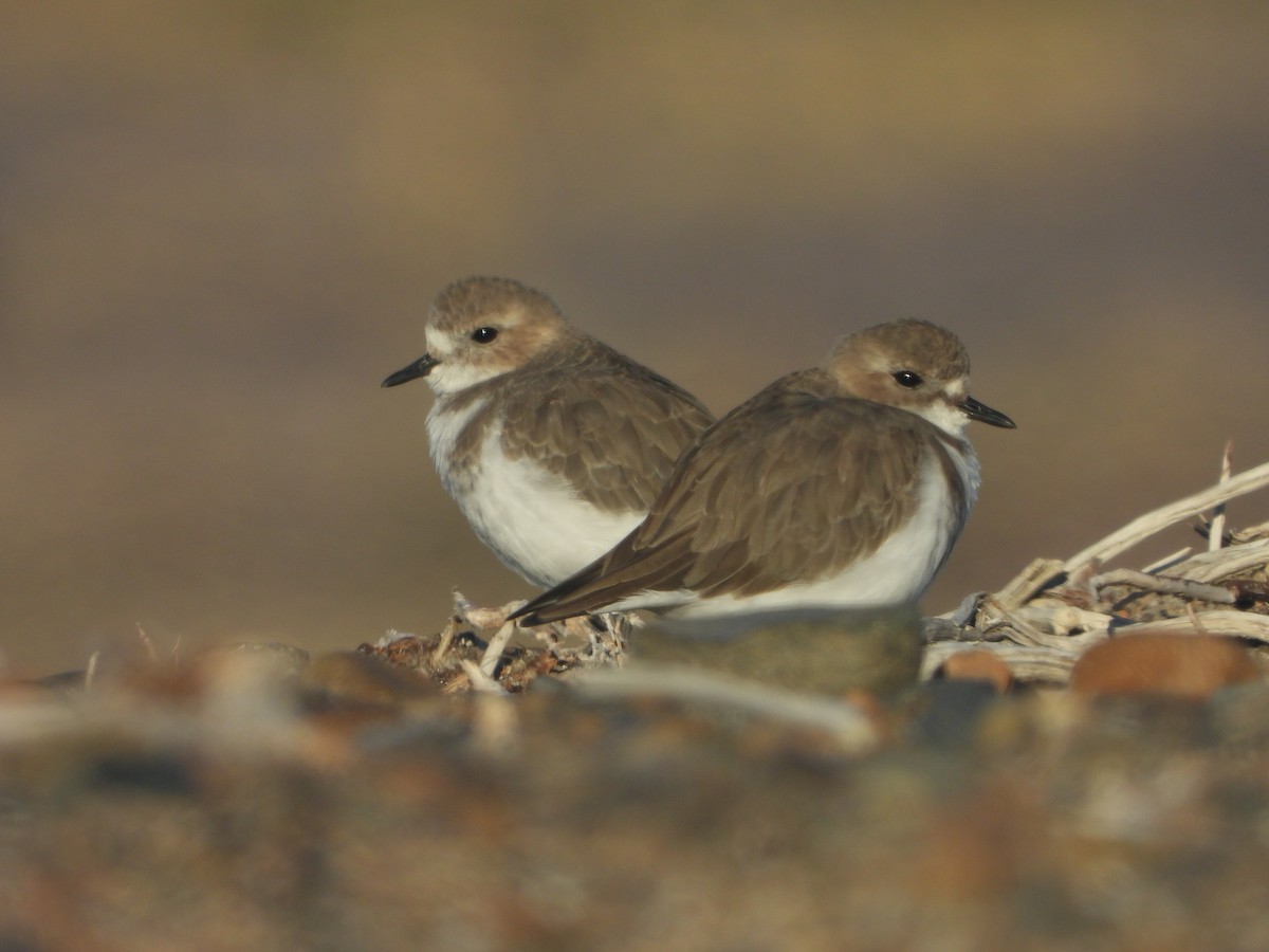 Two-banded Plover - ML428477981