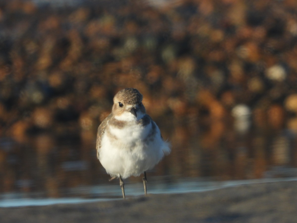 Two-banded Plover - ML428478241