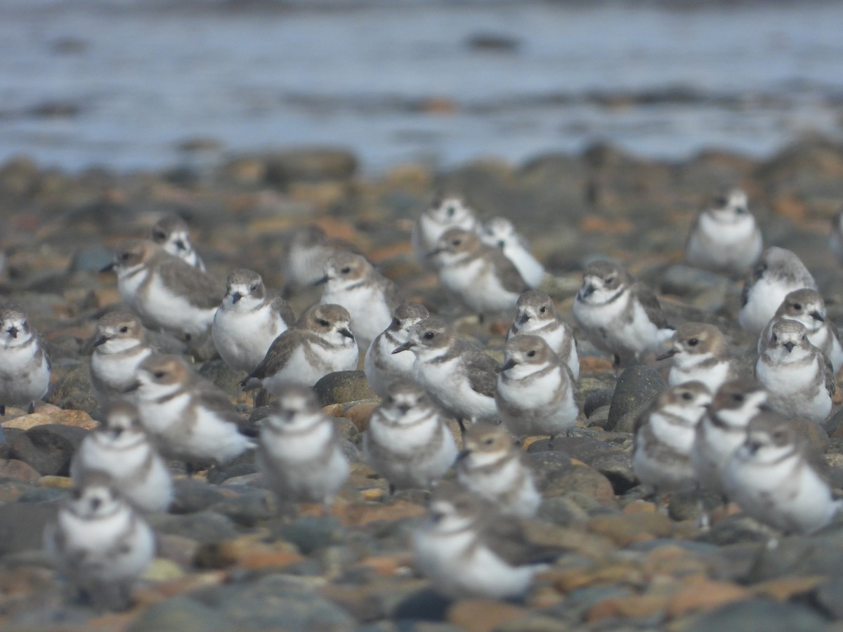 Two-banded Plover - ML428478311