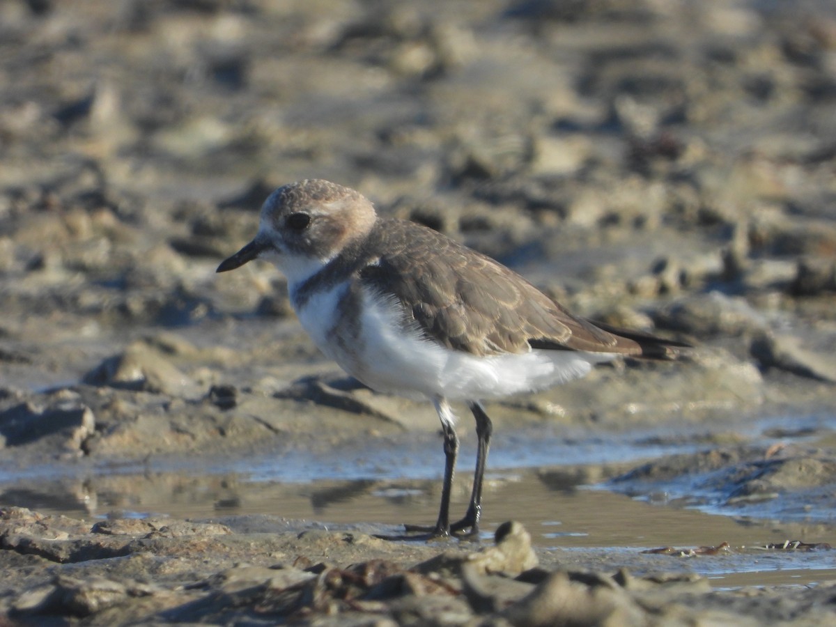 Two-banded Plover - ML428478331