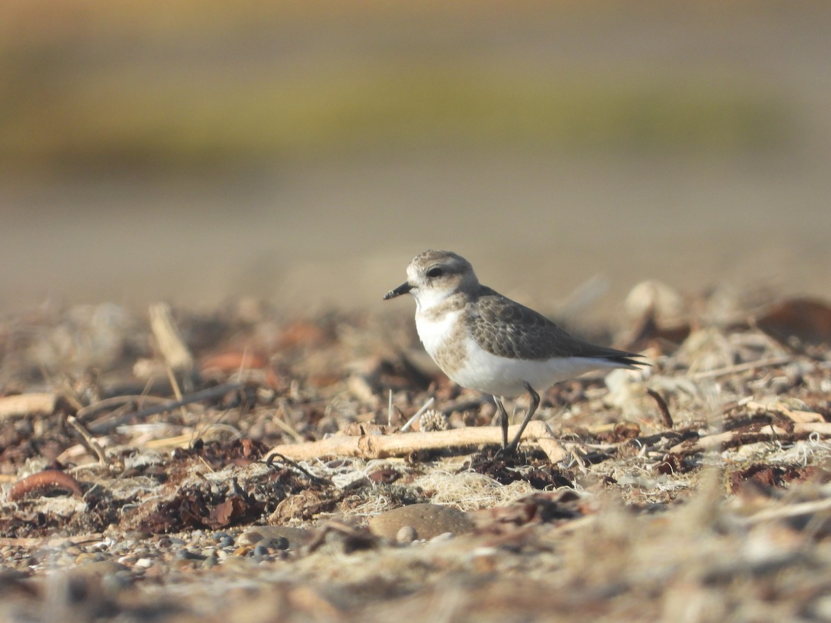 Two-banded Plover - ML428478421