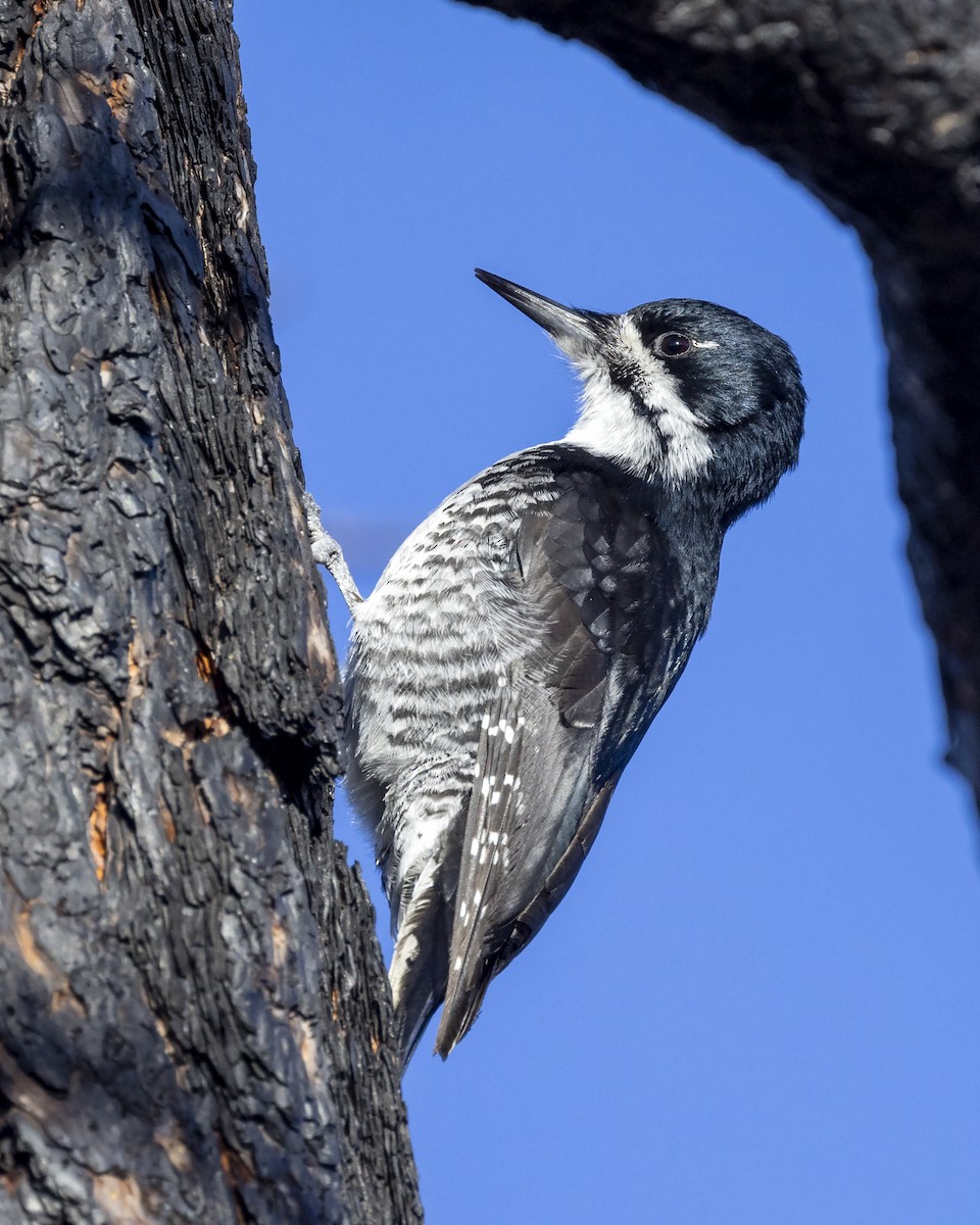 Black-backed Woodpecker - ML428478881