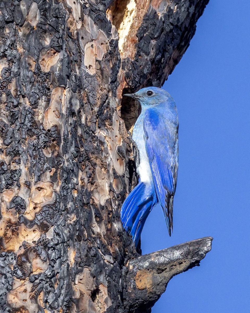 Mountain Bluebird - ML428479051