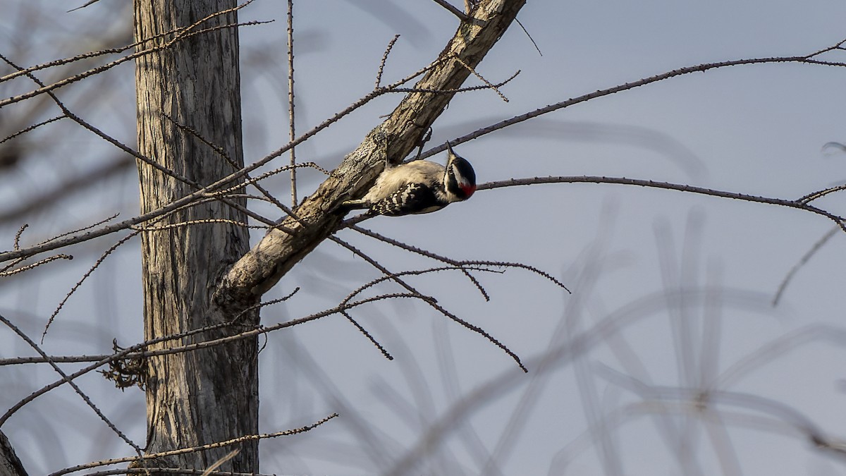 Downy Woodpecker - ML428479371