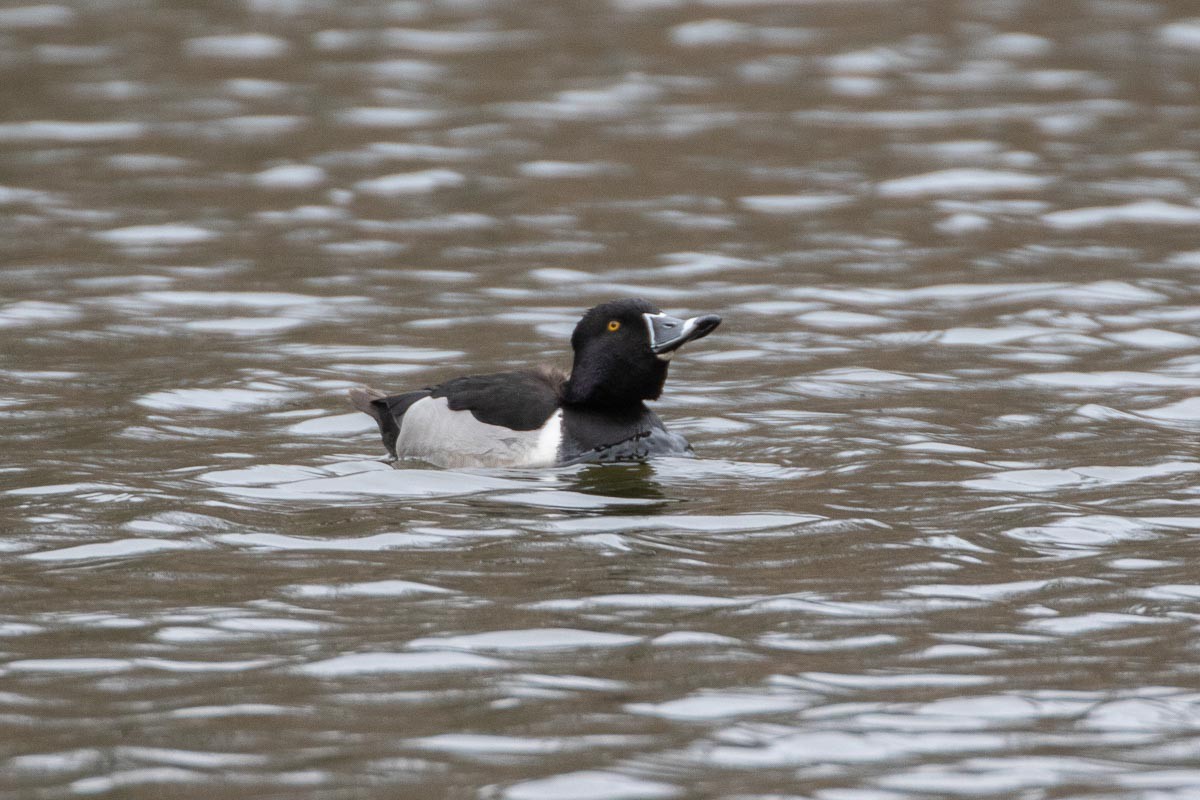 Ring-necked Duck - ML428479671