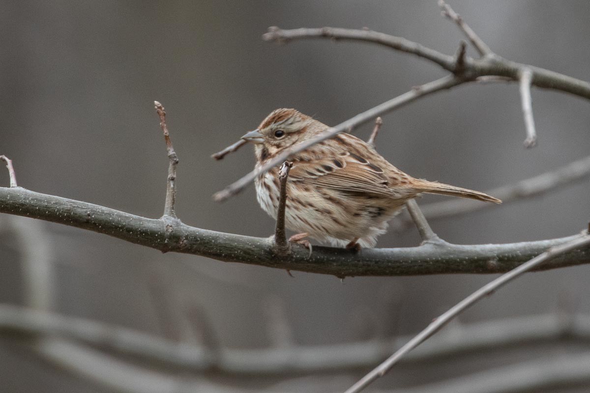 Song Sparrow - ML428479871