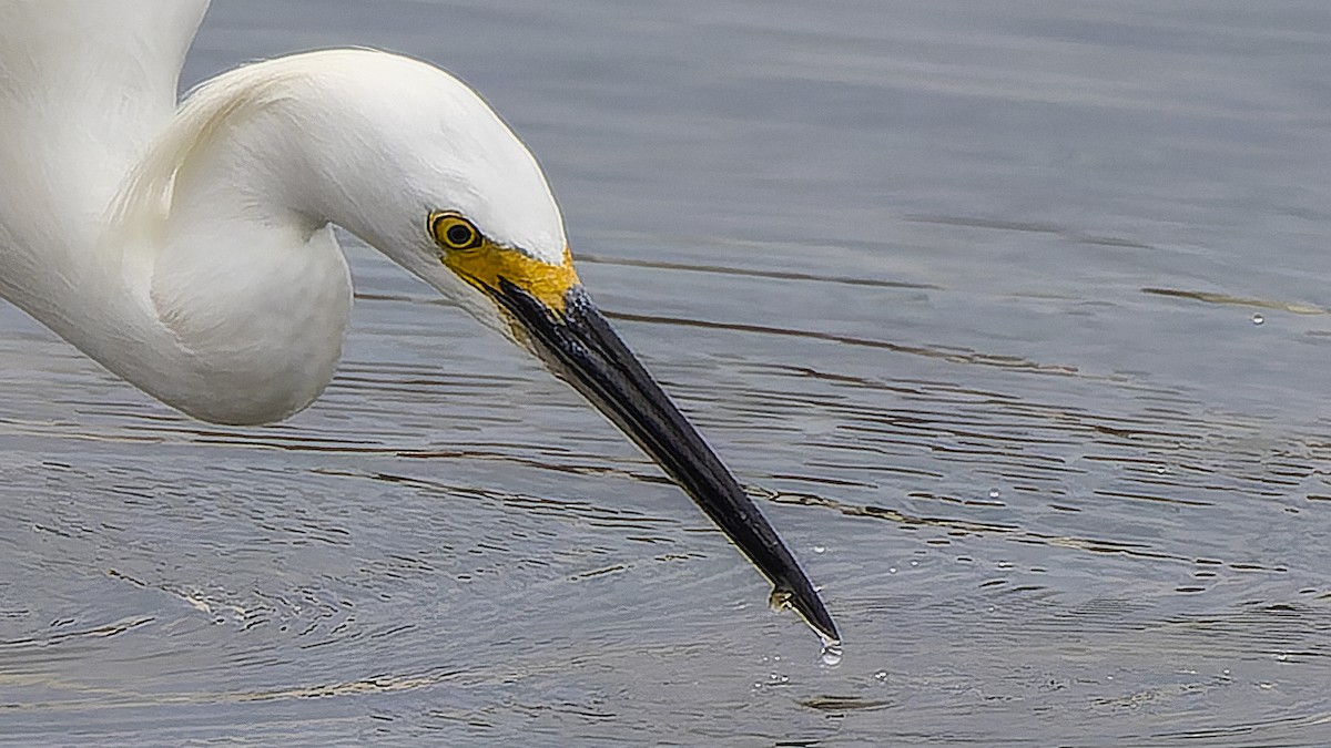 Snowy Egret - ML428482421