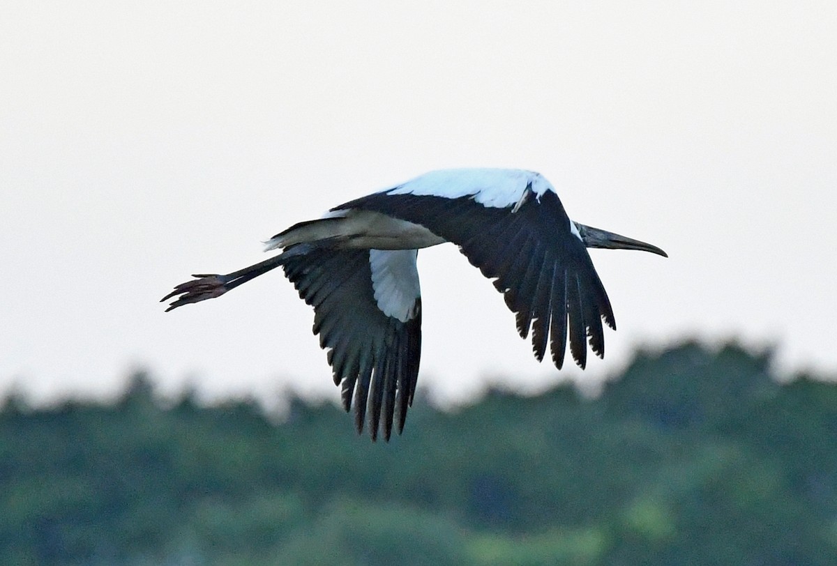 Wood Stork - ML428482451