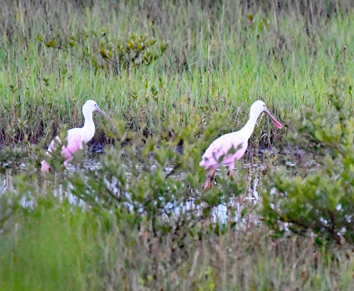 Roseate Spoonbill - ML428482491