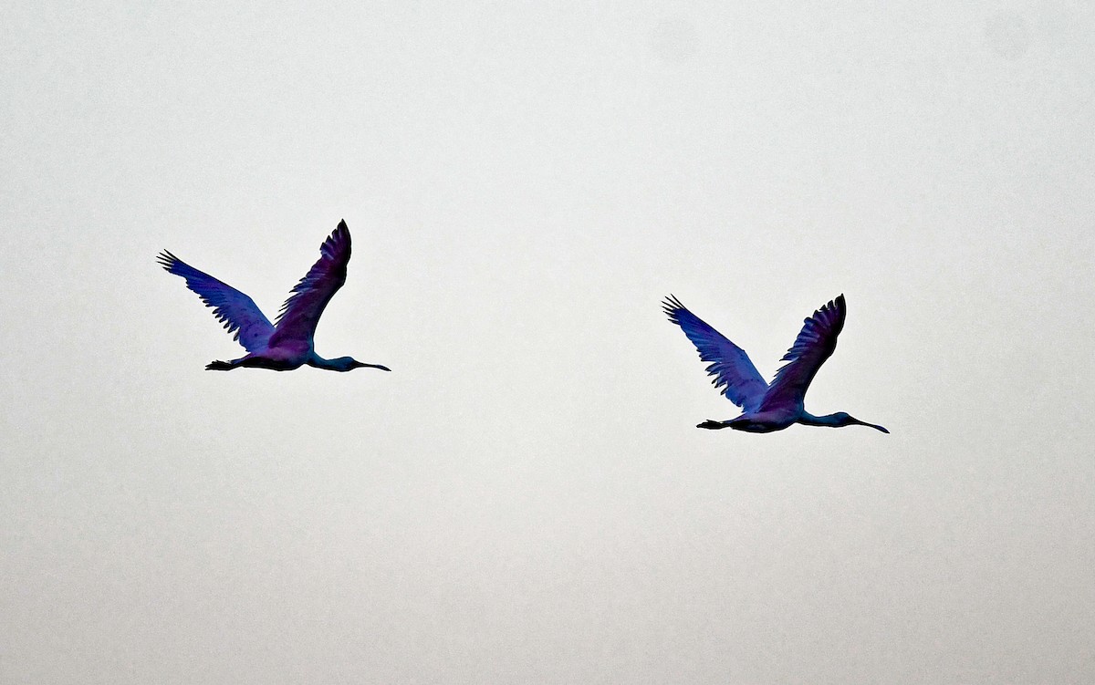 Roseate Spoonbill - ML428482501
