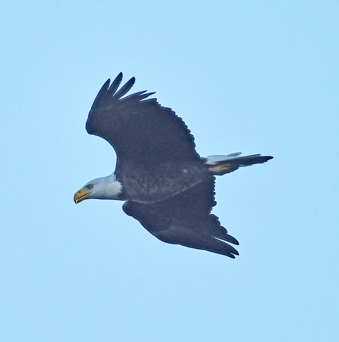 Bald Eagle - ML428482511
