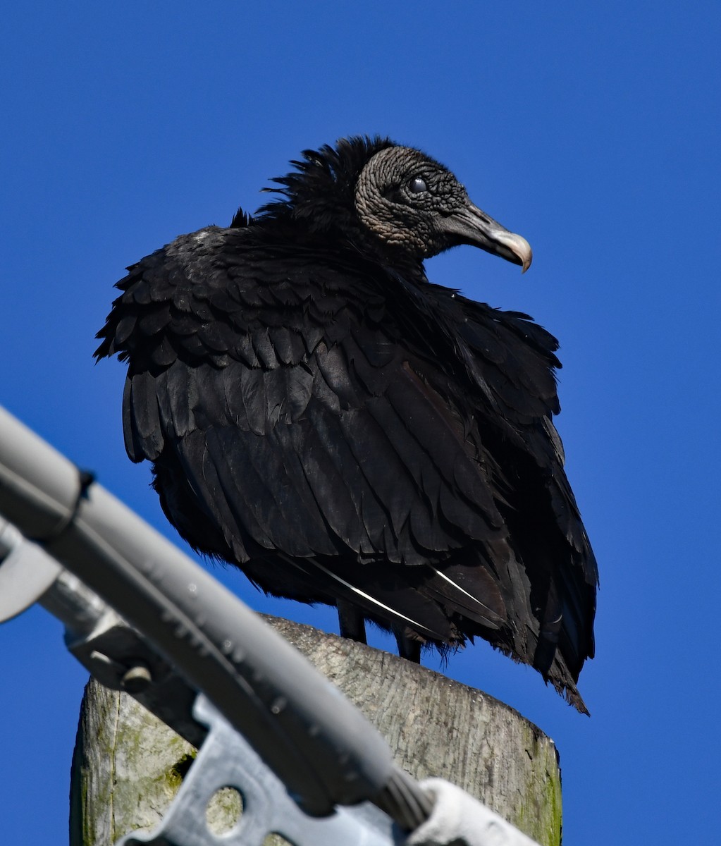 Black Vulture - ML428482561
