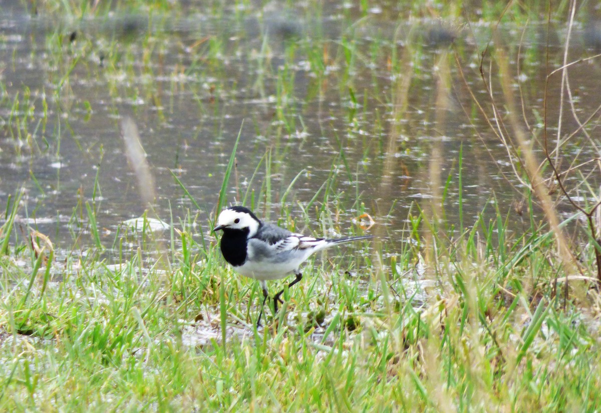 White Wagtail (British) - Eduardo Amengual