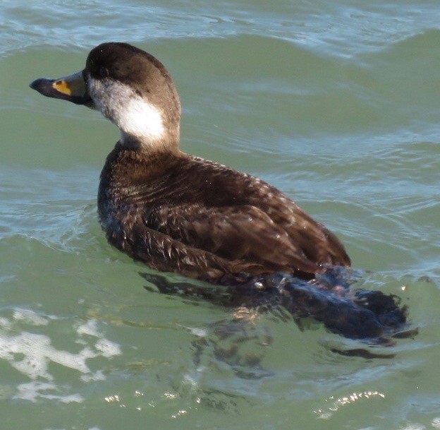 Black Scoter - Steve McInnis