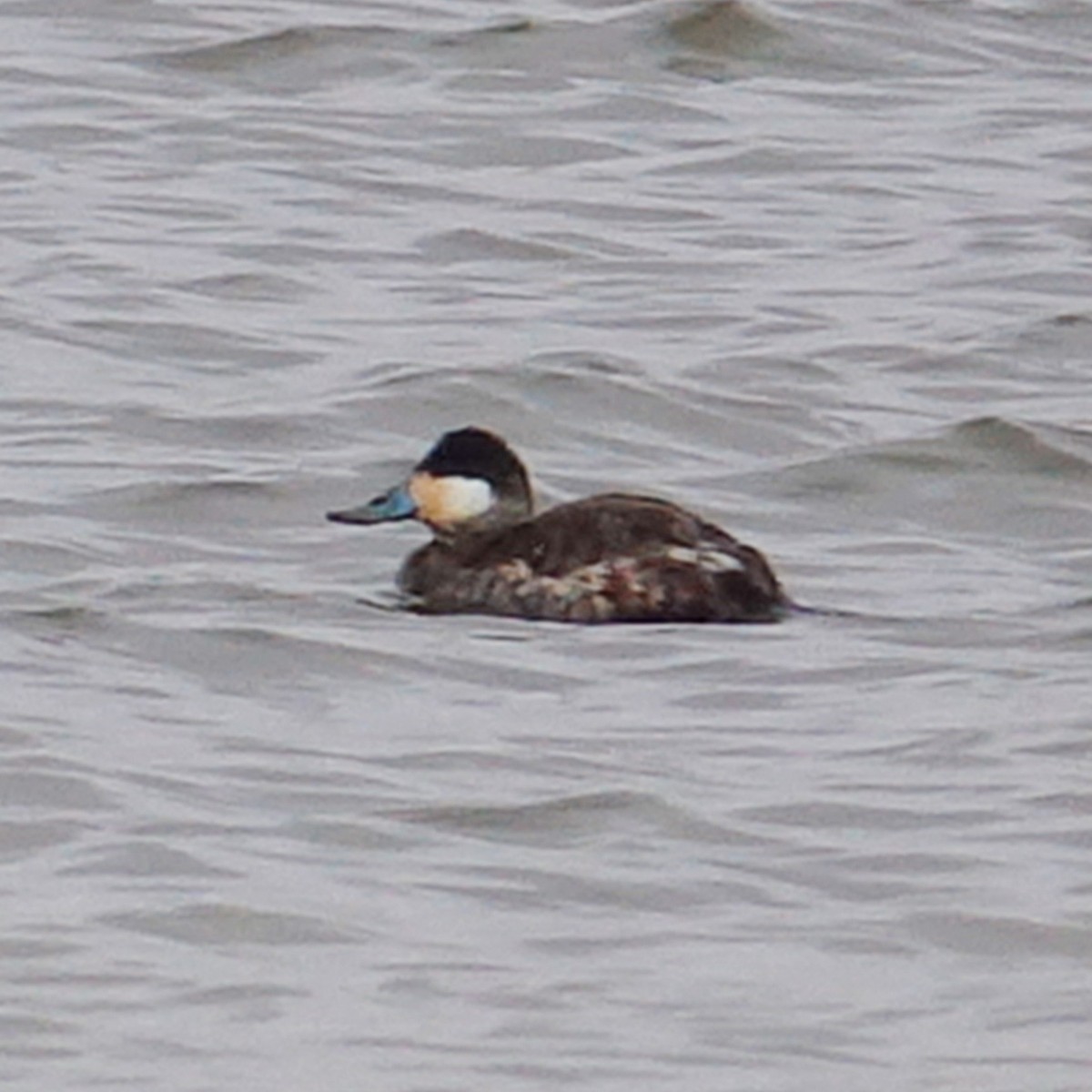 Ruddy Duck - ML428487031