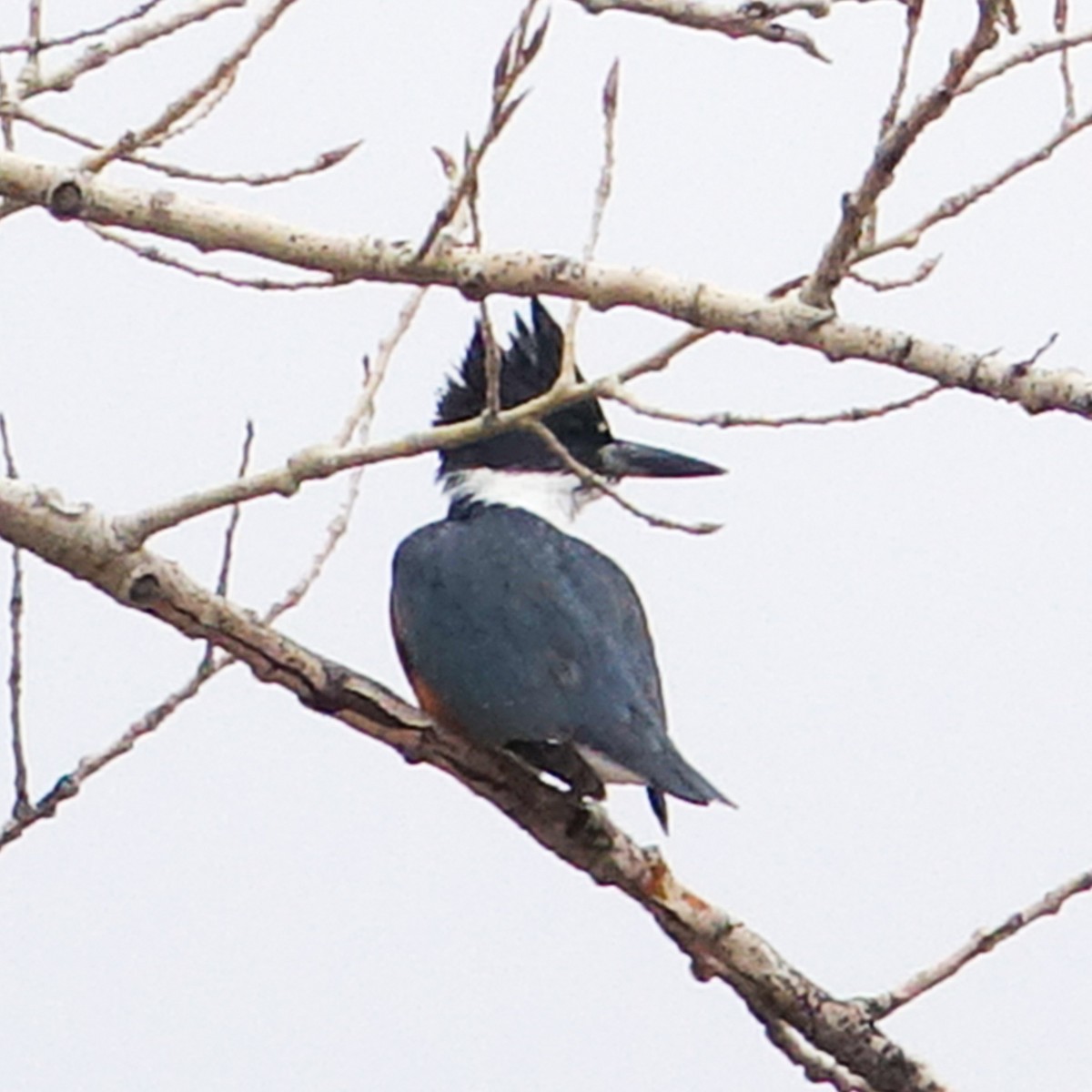 Belted Kingfisher - ML428487171