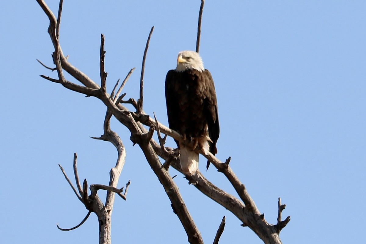 Bald Eagle - ML428489031