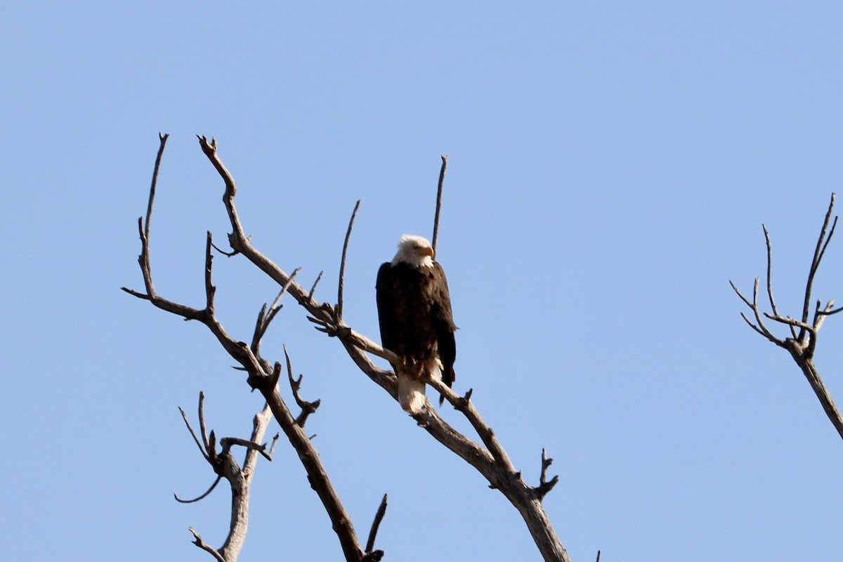 Weißkopf-Seeadler - ML428489071