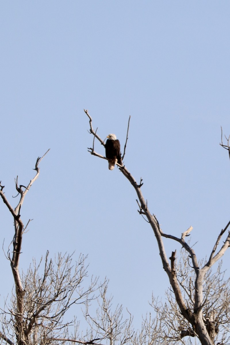 Bald Eagle - ML428489081