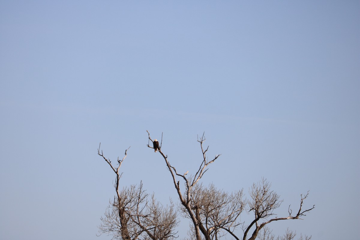 Weißkopf-Seeadler - ML428489131