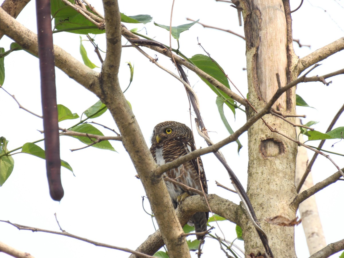 Asian Barred Owlet - ML428489311