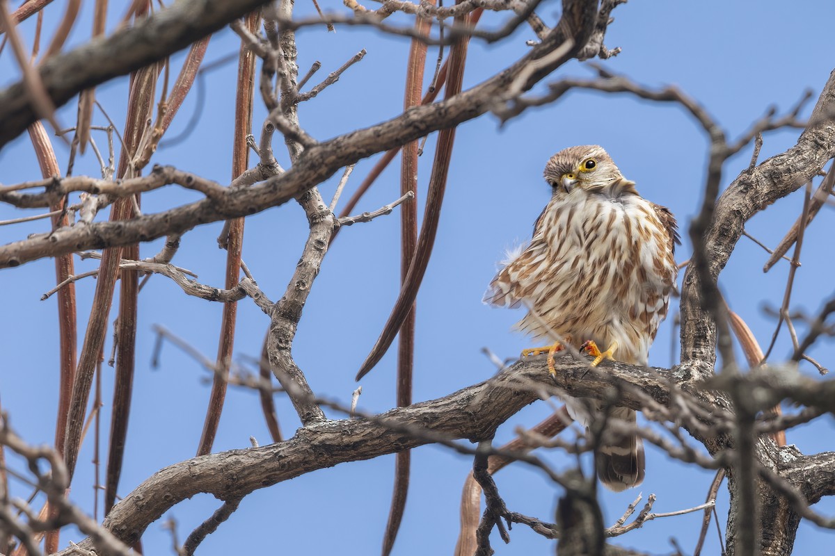 Merlin - Tony Dvorak