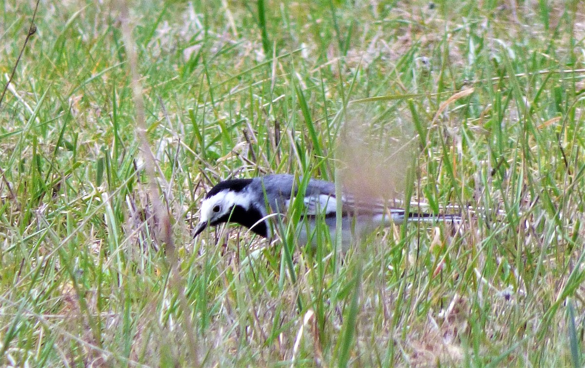 konipas bílý (ssp. yarrellii) - ML428489501