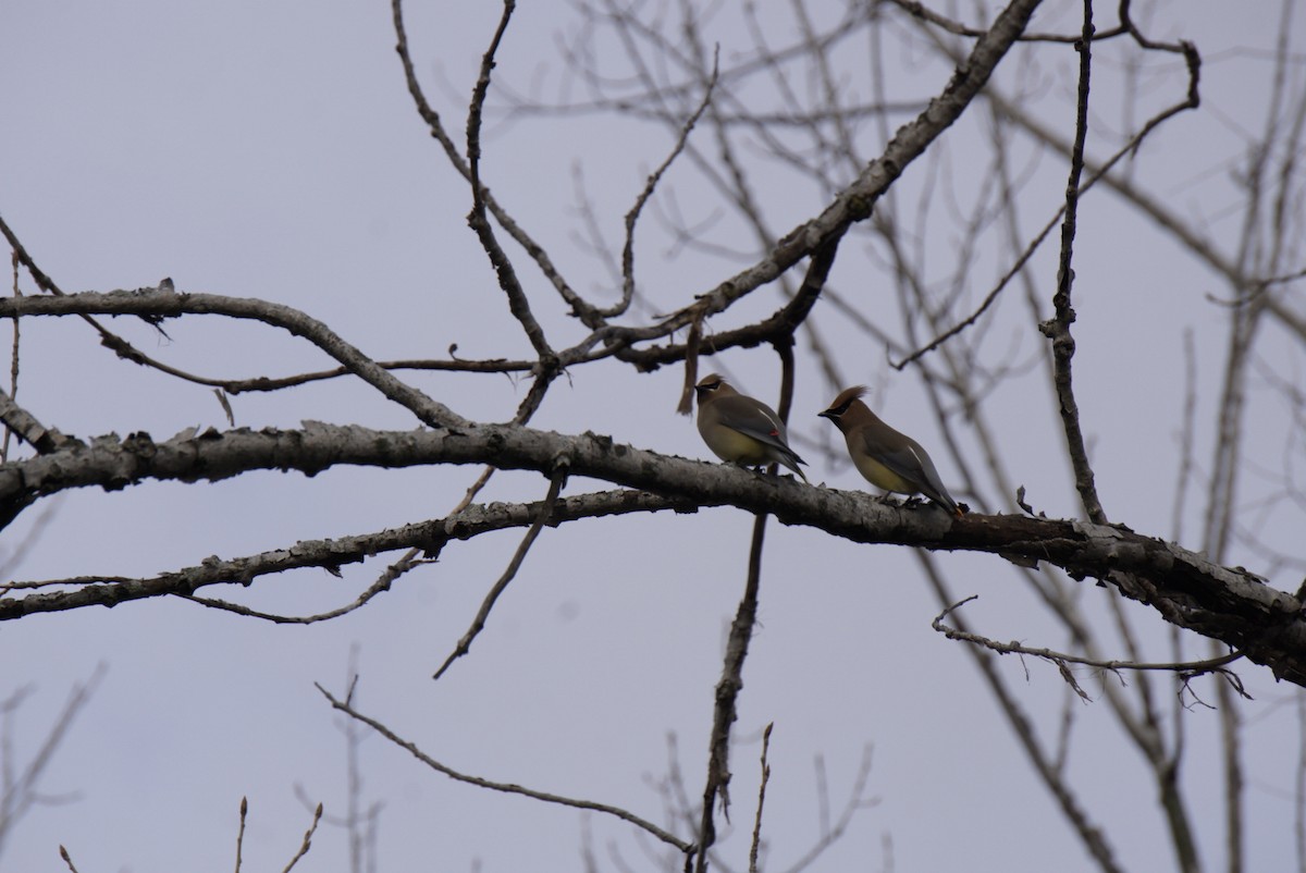 Cedar Waxwing - ML428490291