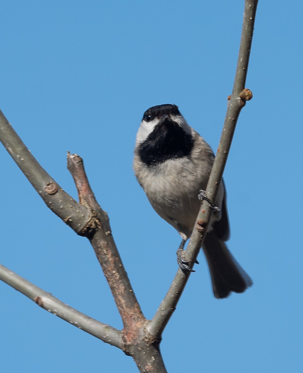 Carolina Chickadee - ML428492461