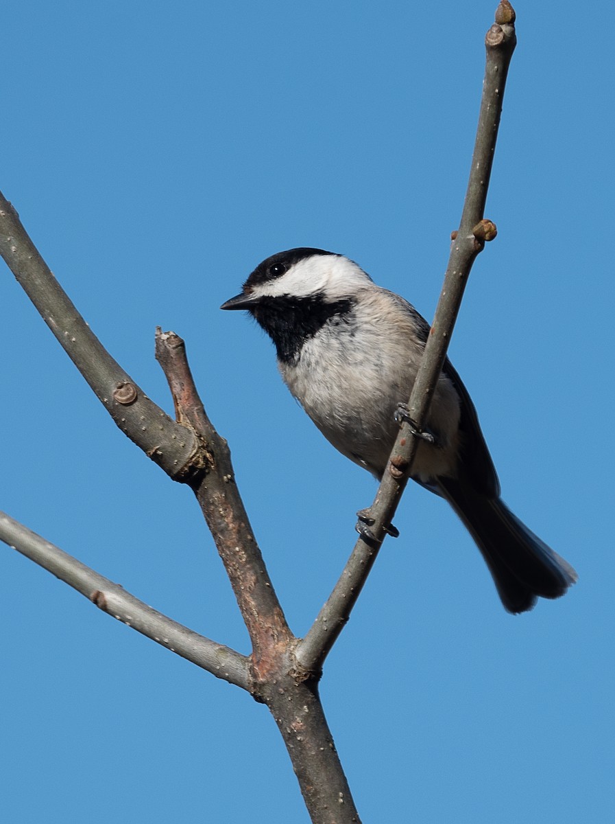 Carolina Chickadee - ML428492481