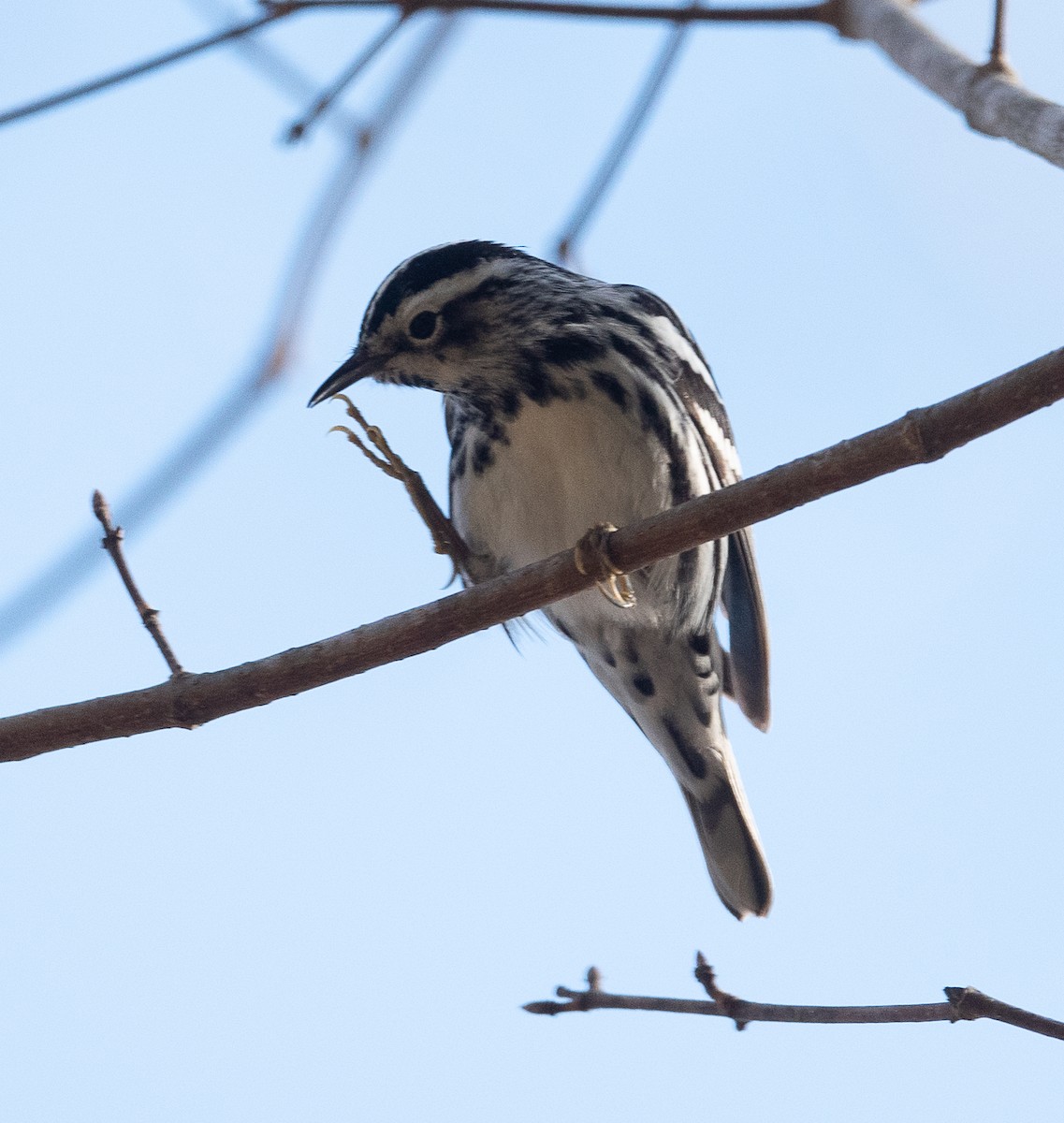 Black-and-white Warbler - ML428492931