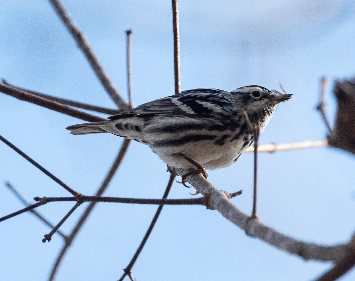 Black-and-white Warbler - ML428493021