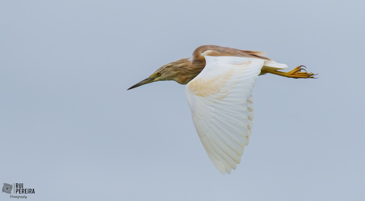 Squacco Heron - Rui Pereira | Portugal Birding