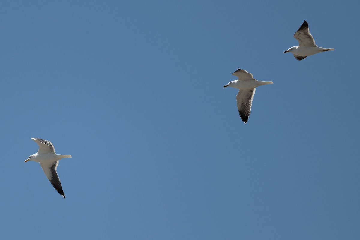 Gaviota Sombría - ML428493901