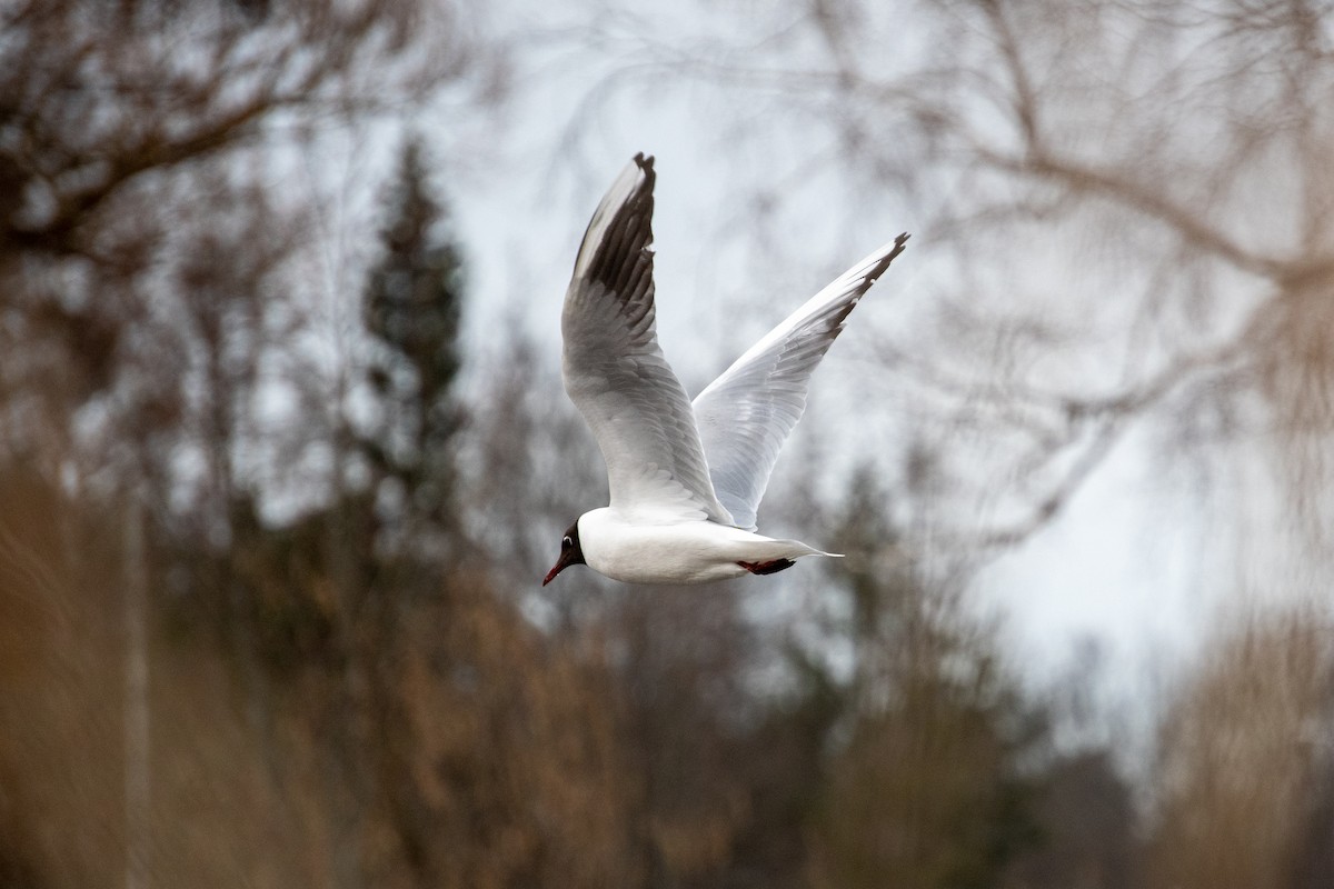 hettemåke - ML428495401