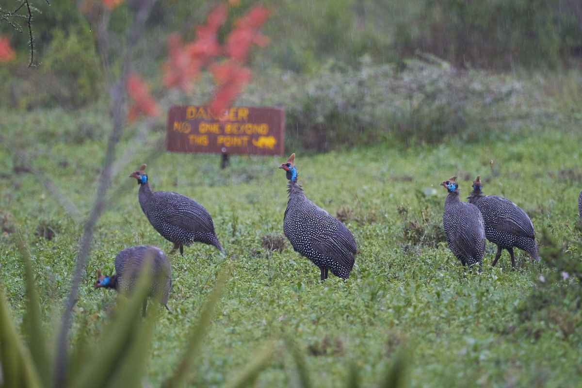 Helmeted Guineafowl - ML42849551