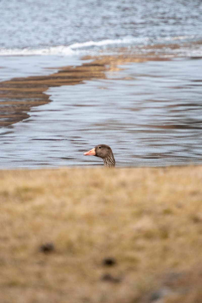 grågås - ML428496201