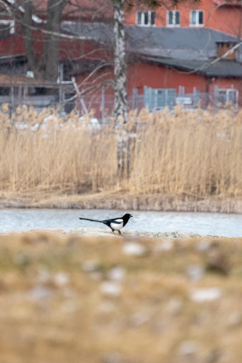 skjære - ML428496831