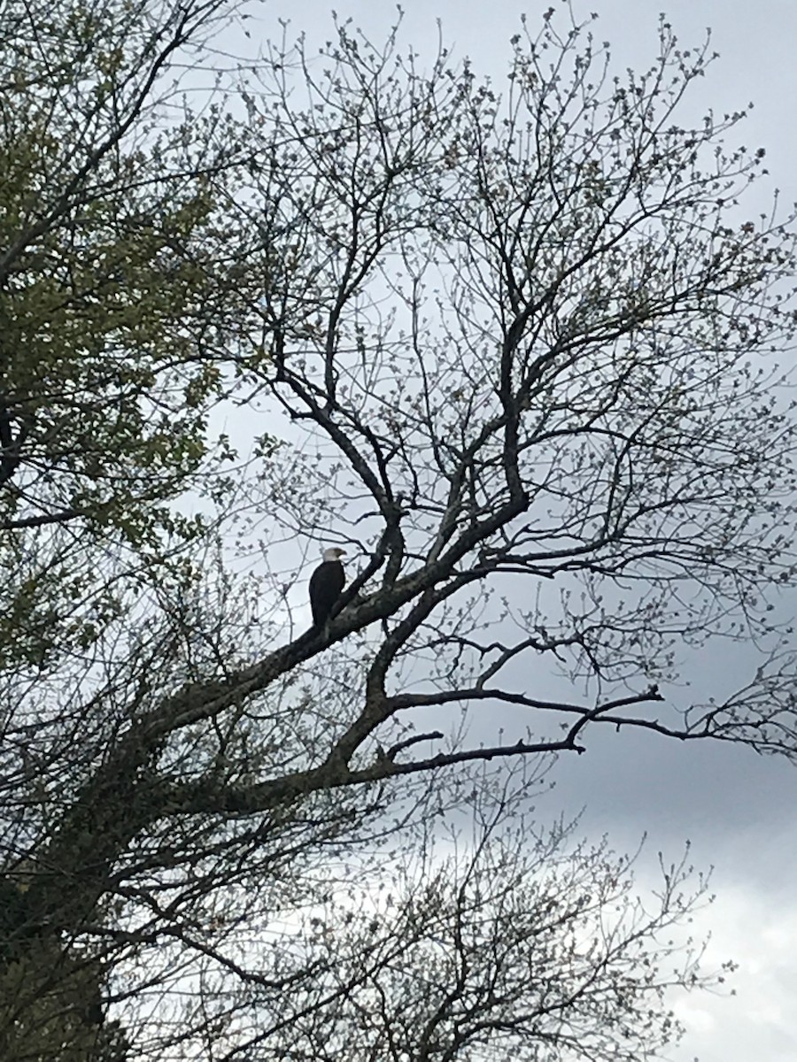 Bald Eagle - ML428497251