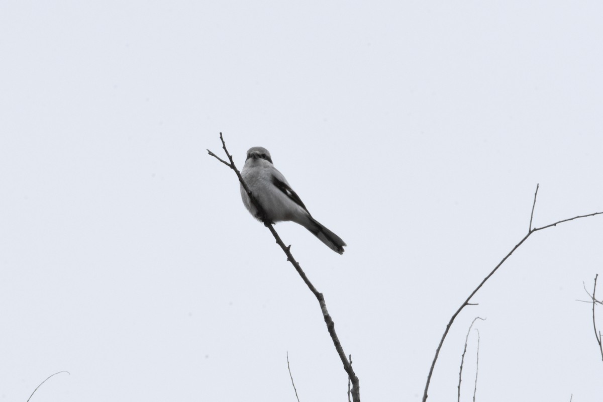 Northern Shrike - Anna Battaglia