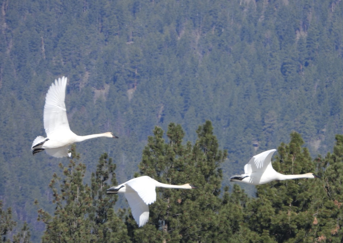 Cisne Trompetero - ML428498161