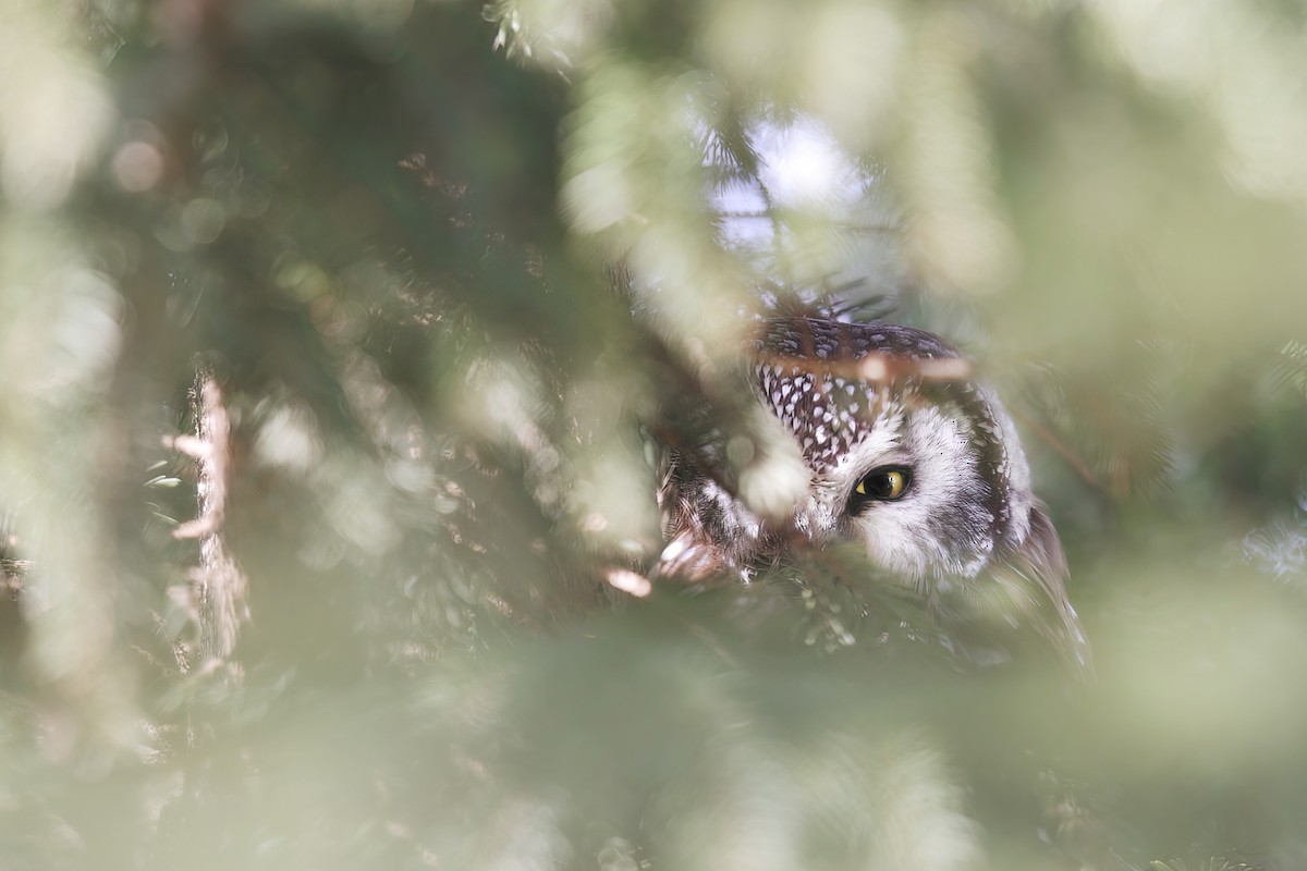 Boreal Owl - Tony Dvorak