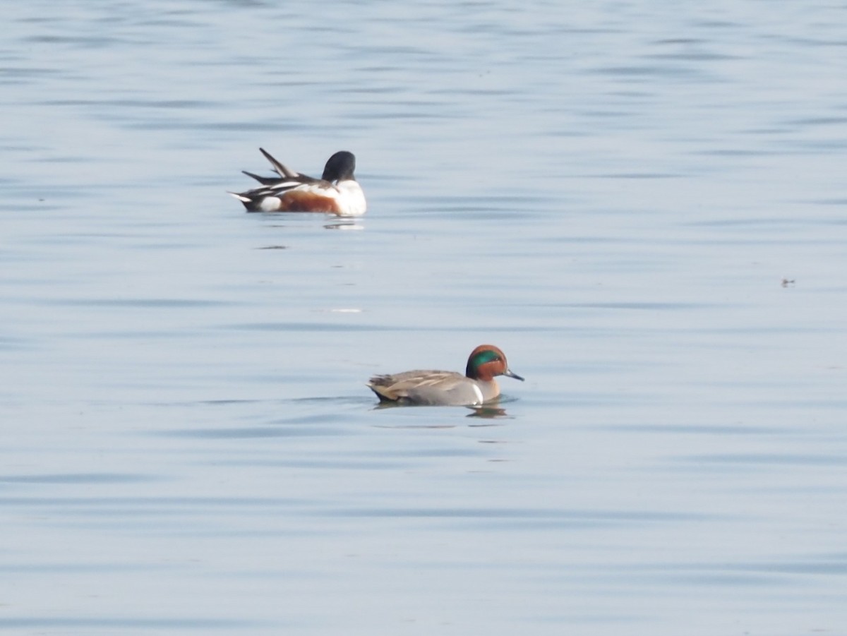 Green-winged Teal (American) - Axel Kirby