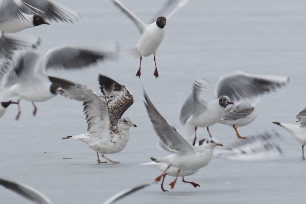 Ring-billed Gull - ML428505671