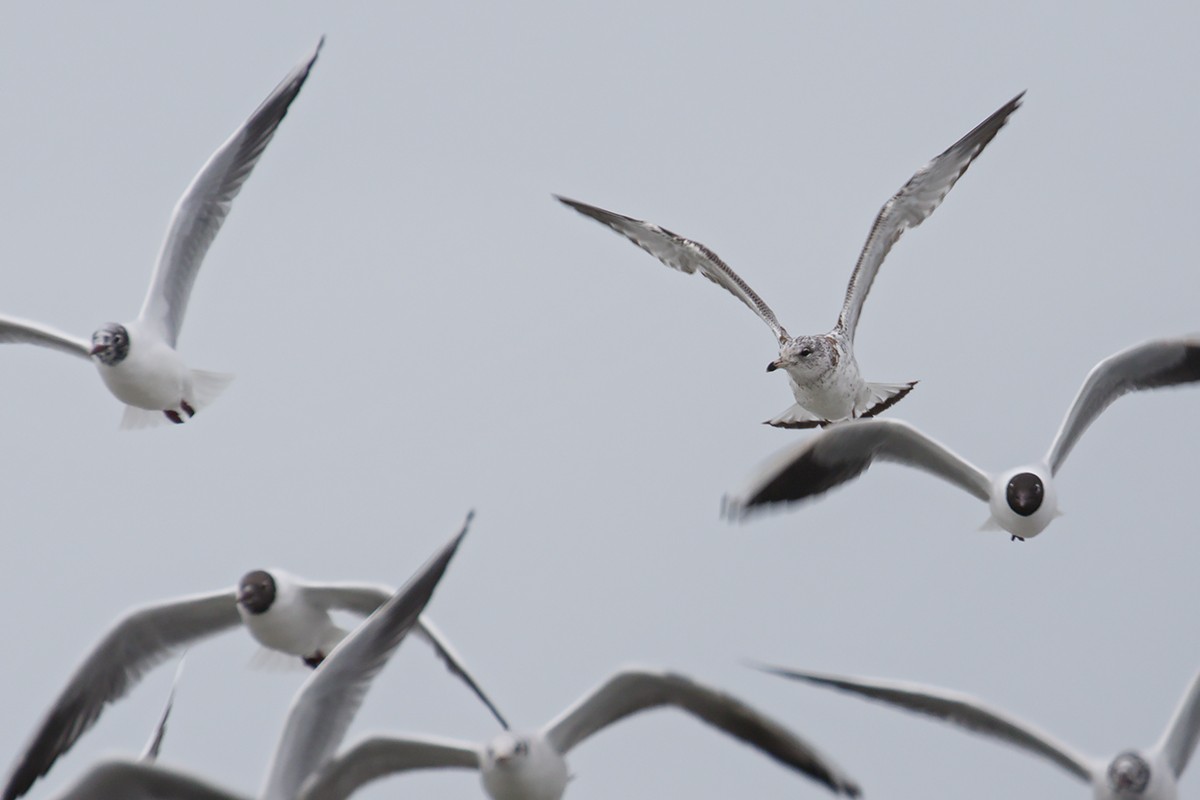 Ring-billed Gull - ML428505681