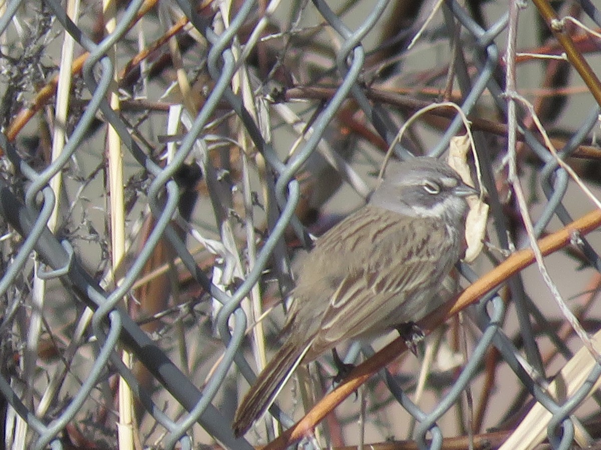 Sagebrush Sparrow - Bryant Olsen