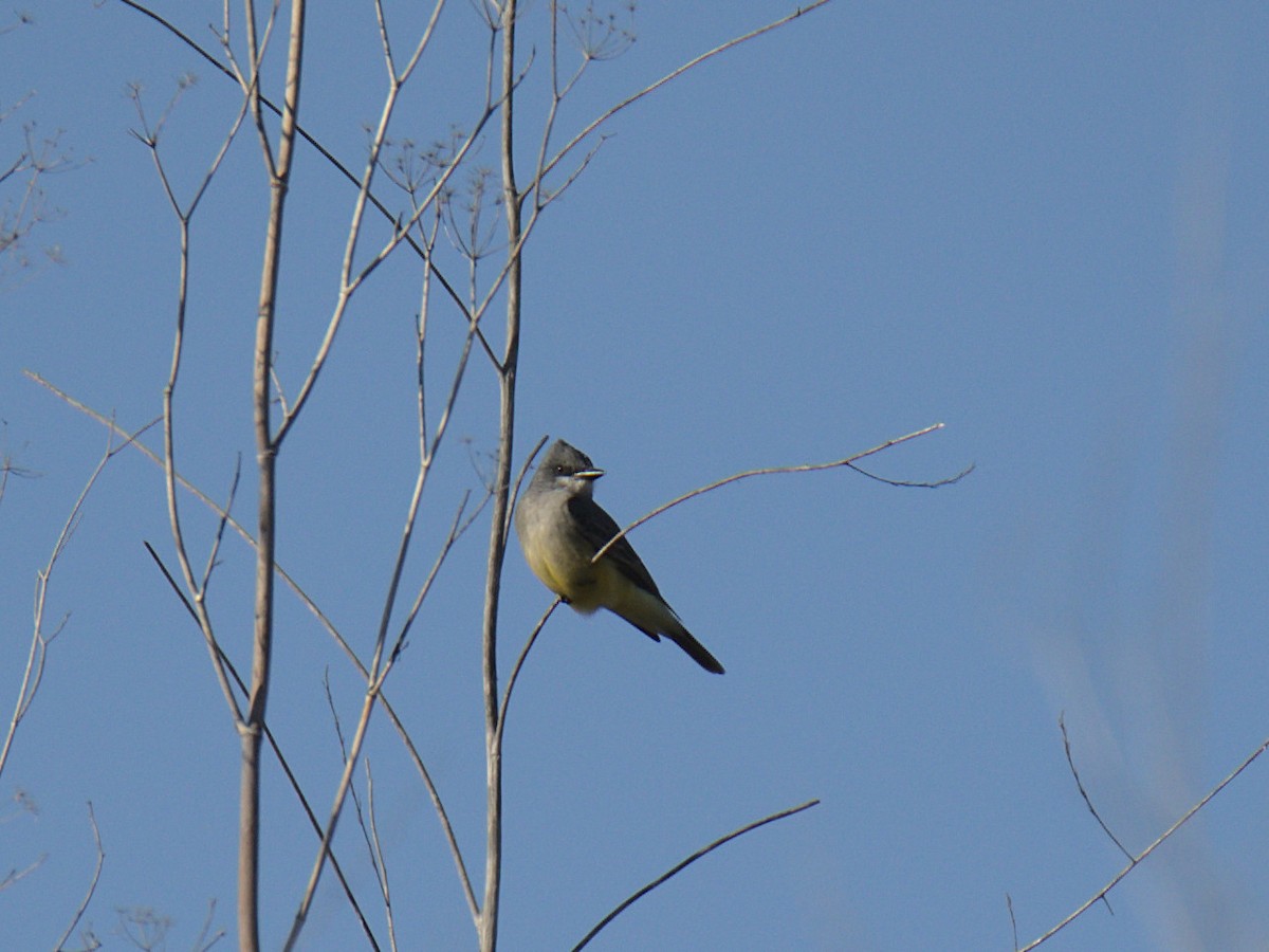 Cassin's Kingbird - Sam Rawlins