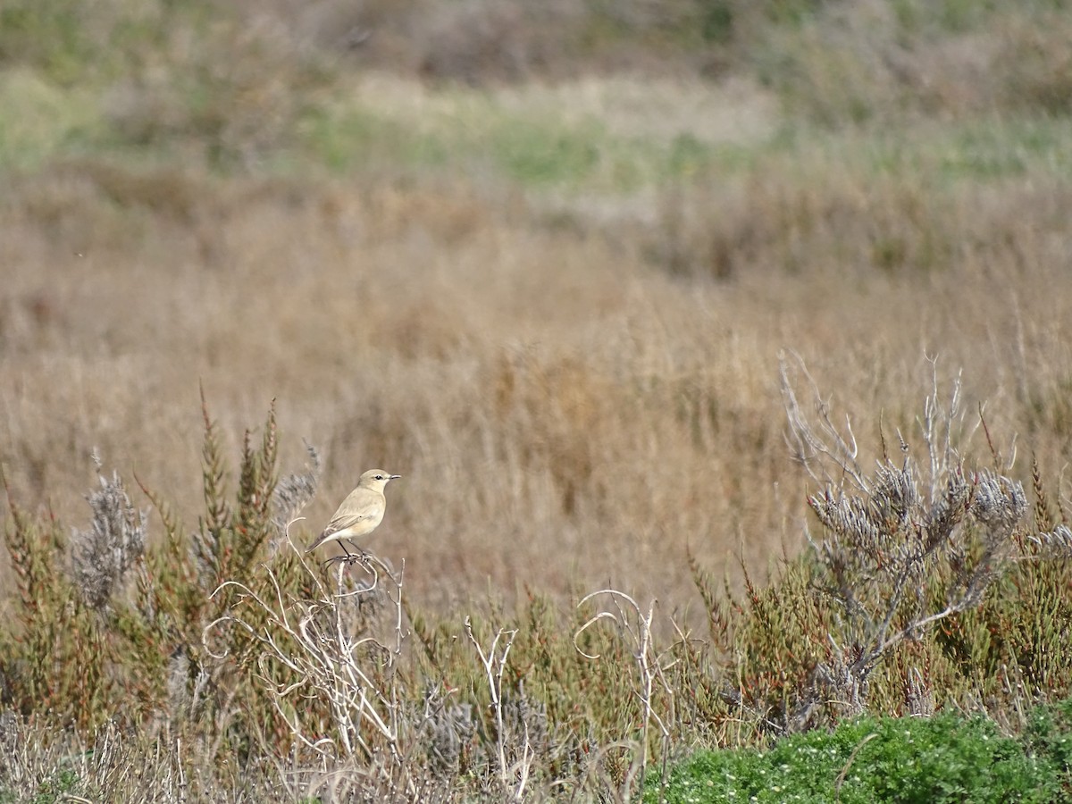 Isabelline Wheatear - ML428507321