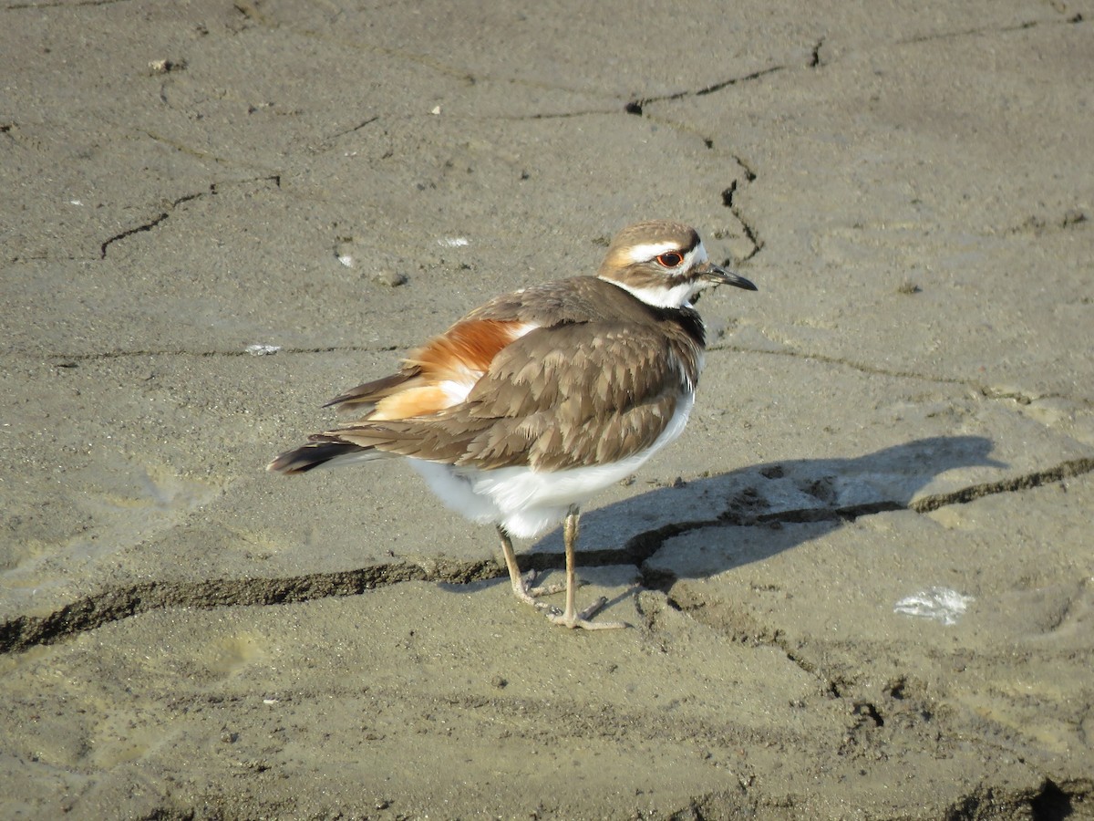 Killdeer - ML428509051